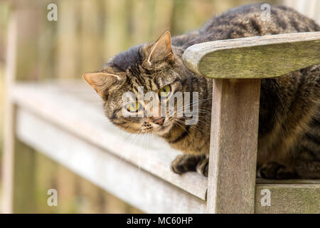 Jeune chat tigré, Bengal chat assis dehors sur un banc de jardin Banque D'Images