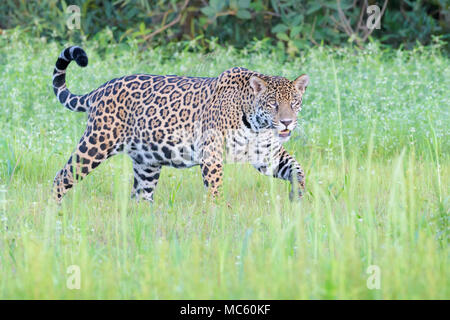 Jaguar (Panthera onca) marcher dans des milieux humides, looking at camera, Pantanal, Mato Grosso, Brésil Banque D'Images