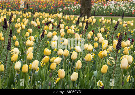 Fritillaria persica et fleurs tulipes jaunes dans un jardin en fleurs Banque D'Images