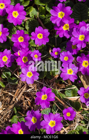 Fleurs rose-mauve de l'héritage du sport du Royaume-Uni, Primrose Primula vulgaris indigènes "Theodora" Banque D'Images