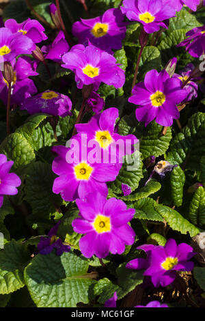 Fleurs rose-mauve de l'héritage du sport du Royaume-Uni, Primrose Primula vulgaris indigènes "Theodora" Banque D'Images