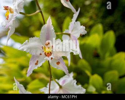 Odontoglossum crispum orchid in Singapore Botanic Gardens Banque D'Images