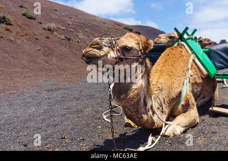 Camel Camel dans un train dans le Parc National de Timanfaya à Lanzarote, îles Canaries, Espagne Banque D'Images