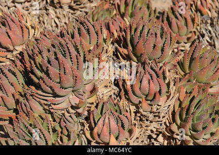 Cactus succulentes Banque D'Images