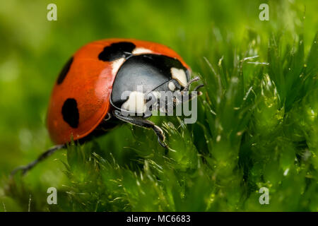 7-Spot Coccinelle (Coccinella septempunctata) au repos sur la mousse. Tipperary, Irlande Banque D'Images