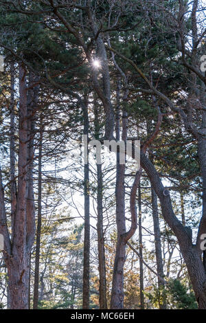 Soleil tôt le matin sur un matrue arbres dans un environnement boisé. Banque D'Images