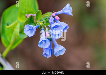 De horizontales Virginia Bluebells de Smoky Mountains du Tennessee Banque D'Images