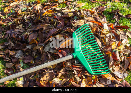 Le râteau sur la pile de feuilles et d'herbe. Nettoyage d'automne dans le jardin. Banque D'Images