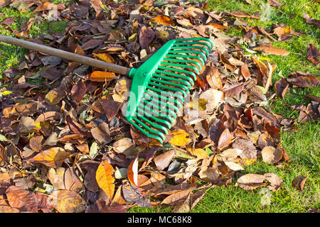 Le râteau sur les feuilles et l'herbe. Nettoyage d'automne dans le jardin. Banque D'Images