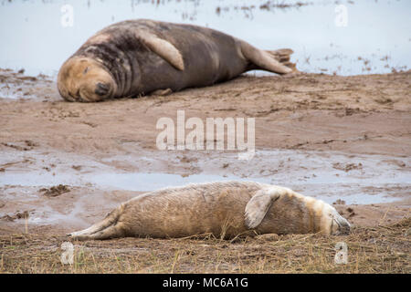 Donna Nook, Lincolnshire, ANGLETERRE - 15 novembre : fluffy mignon bébé nouveau-né de bébés phoques gris sur la plage avec la mère à proximité le 15 nov 2016 à Donna Nook Seal Banque D'Images