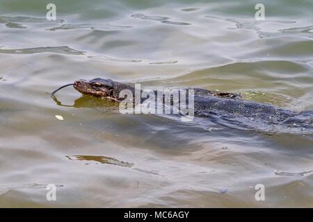 L'eau d'Asie varan (Varanus salvator) Nager dans une rivière, Singapour Banque D'Images