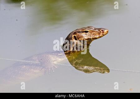 L'eau d'Asie varan (Varanus salvator) Étang de pèlerin, Singapour Banque D'Images