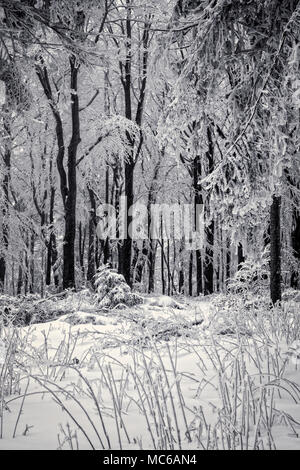 Tempête de neige dans une forêt en hiver. Banque D'Images