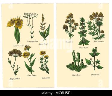 Herbes et fleurs Les plantes suivantes sont de deux plaques dans l'édition de Halifax 1869 Matthew Robinson de la nouvelle famille de plantes. Drapeau jaune, la purge du lin, les teinturiers, les mauvaises herbes aux puces, fenouil Hog's Bane, camomille. Le gaillet, millepertuis, carottes sauvages, tasse de mousse, le mouron des oiseaux. Banque D'Images