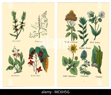 Herbes et fleurs Les plantes suivantes sont de deux plaques dans l'édition de Halifax 1869 Matthew Robinson de la nouvelle famille de plantes. La salicorne, Fumeterre, Buckbean, Baren Millepertuis. Le chanvre, Agrimony Behen Blanc, Butcher's Broom, petite chélidoine, menthe, Comprey. Banque D'Images