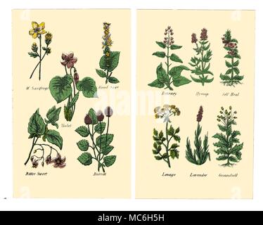 Herbes et fleurs Les plantes suivantes sont de deux plaques dans l'édition de Halifax 1869 Matthew Robinson de la nouvelle famille de plantes. Saxifrage sauvage, sauge, Bois Violet, doux-amer, Burnett. Betoney, hysope, s'auto-guérir, livèche, lavande, Groundsell Banque D'Images