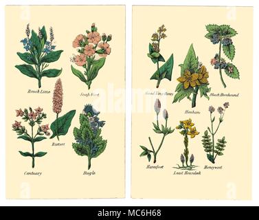 Herbes et fleurs Les plantes suivantes sont de deux plaques dans l'édition de Halifax 1869 Matthew Robinson de la nouvelle famille de plantes. Brook, du savon de chaux, millepertuis, Centuary la bistorte, Bugle. Le bon Roi Henry, jusquiame, Ballote noire, Haresfoot Honeywort, Houseleek, moins. Banque D'Images