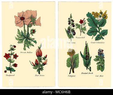 Herbes et fleurs Les plantes suivantes sont de deux plaques dans l'édition de Halifax 1869 Matthew Robinson de la nouvelle famille de plantes. Verveine mauve, Mouron rouge, reste la flèche. Gants Fox, géranium sanguin, grande chélidoine, tussilage, a souligné Dock, Cat Mint. Banque D'Images