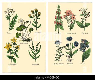 Herbes et fleurs Les plantes suivantes sont de deux plaques dans l'édition de Halifax 1869 Matthew Robinson de la nouvelle famille de plantes. Tansey, nard, l'oxalide, millepertuis, Bur Reed. Tous les guérir, Cuckow Fleur, Fig Millepertuis, Mère de thym, Devilsbit, Orchis. Banque D'Images