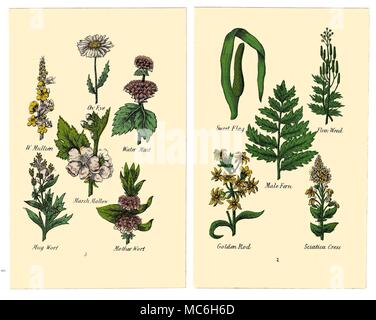 Herbes et fleurs Les plantes suivantes sont de deux plaques dans l'édition de Halifax 1869 Matthew Robinson de la nouvelle famille de plantes. Oeil de Boeuf sauvage, Molène, menthe aquatique, Guimauve, Mug, Mère de millepertuis Millepertuis. Sweet Flag, de lin, de mauvaises herbes, Fougère mâle Golden Rod, sciatique Cresson. Banque D'Images