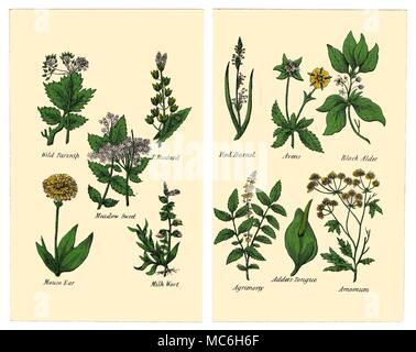 Herbes et fleurs Les plantes suivantes sont de deux plaques dans l'édition de Halifax 1869 Matthew Robinson de la nouvelle famille de plantes. Panais sauvage, moutarde, Meadow Sweet, oreille de souris, lait Millepertuis. Darnel rouge, Avens, aulne noir, Aigremoine, additionneurs, Arnomum Langue maternelle. Banque D'Images