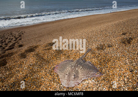 Un Thornback ray pris pêche côtière à partir de la plage de Chesil dans Dorset avant d'être relâchés vivants. Thornbacks avec d'autres espèces ray j Banque D'Images