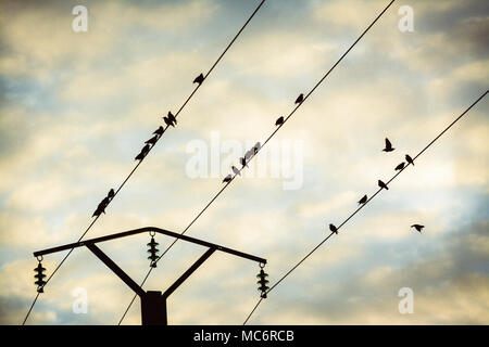 Oiseaux sur un poteau téléphonique à fil, Puy de Dome, Auvergne, France, Europe Banque D'Images