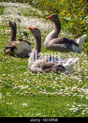 Grey utilisée pour le Foie Gras , région du Périgord, France Banque D'Images