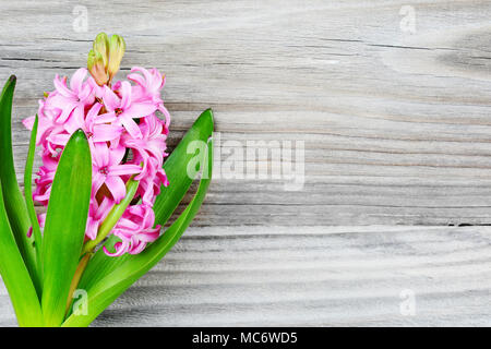 Jacinthe rose fleur sur un fond de vieilles planches en bois gris avec copy-space Banque D'Images