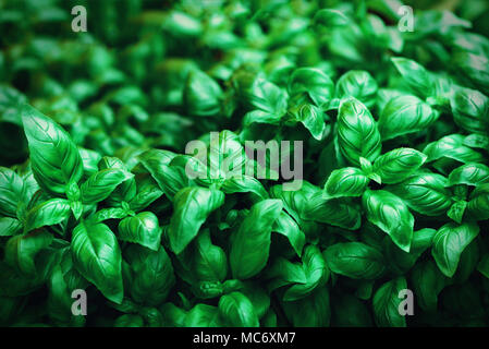 Arrière-plan de basilic frais. Bannière verte. Manger de la nourriture et de l'concept. Copier l'espace. Banque D'Images