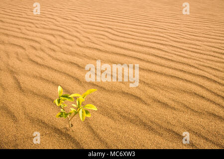 Petite plante poussant dans une dune de sable dans le désert Banque D'Images