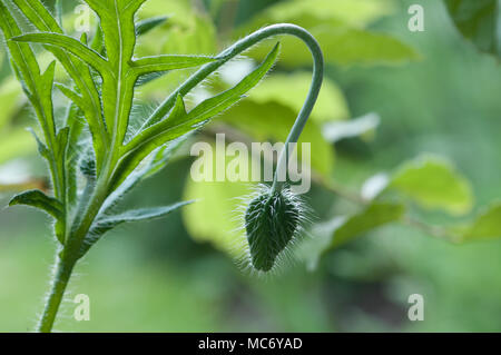 Close up photo d'un coquelicot non ouvert. Banque D'Images