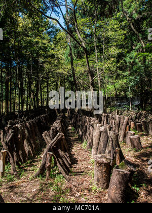 La culture de champignons shiitake sur scie asie sciage, Kunisaki, Oita, Kyushu, Japon Banque D'Images