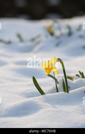 Mini bête de l'est enduite de floraison de printemps les jonquilles qui fleurissent dans les biais d'importantes chutes de neige, Narcissus Tete-a-Tet fleurs Banque D'Images