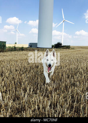 Loup Blanc courir vers la caméra sur un champ de maïs récoltés et un moulins à vent à l'arrière-plan Banque D'Images