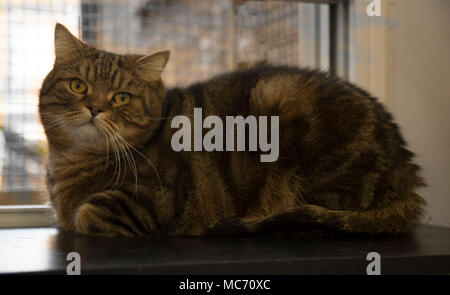 Persan Brown Tabby Chat Domestique Repos Adultes Photo Stock Alamy