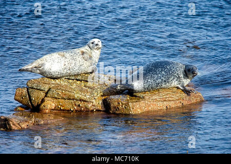 Ou du Phoque commun (Phoca vitulina), deux au soleil sur des rochers, Shetland, Scotland, UK. Banque D'Images