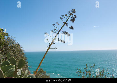 Maquis méditerranéen de la flore autour de la Ligurie - Italie Banque D'Images