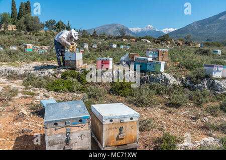 Un apiculteur inspectant ses ruches. Près de Kardamyli dans l'avant-Mani, Péloponnèse, Grèce Banque D'Images