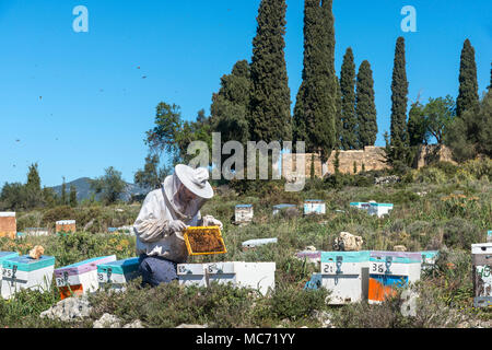 Un apiculteur inspectant ses ruches. Près de Kardamyli dans l'avant-Mani, Péloponnèse, Grèce Banque D'Images