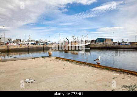 Le Davanlin FR890 près de la rive, bateaux de pêche amarrés à Fraserburgh Port. Mouette morte au premier plan Banque D'Images