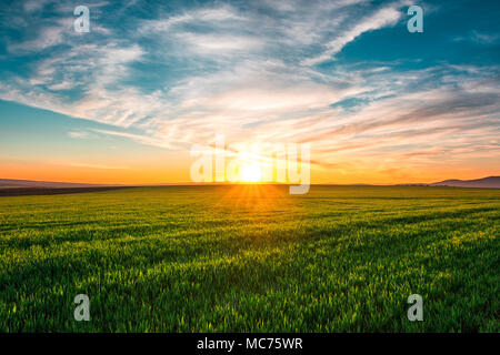 Spring Landscape with Wheat Field and Clouds. Banque D'Images
