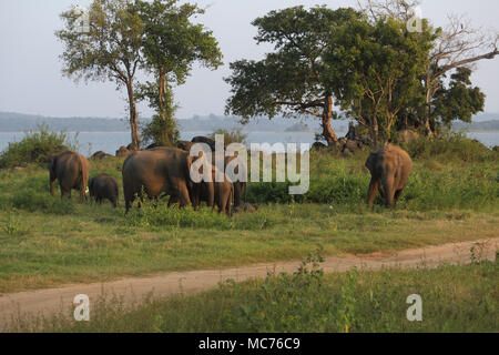 Le Parc National de Minneriya North Central Province Sri Lanka Troupeau d'éléphants d'Asie Banque D'Images