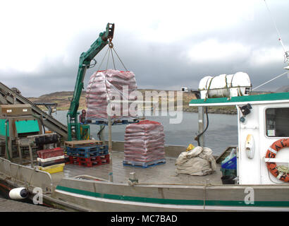 Roaring Water Bay, West Cork, Irlande. 13 avril, 2018. Roaring Water Bay Moules, célèbre pour leur saveur étant débarqué déjà nettoyé et emballé sur une palette, pour être expédiés vers les marchés de France. Credit : aphperspective/Alamy Live News. Banque D'Images