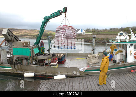 Roaring Water Bay, West Cork, Irlande. 13 avril, 2018. Roaring Water Bay Moules, célèbre pour leur saveur étant débarqué déjà nettoyé et emballé sur une palette, pour être expédiés vers les marchés de France. Credit : aphperspective/Alamy Live News. Banque D'Images
