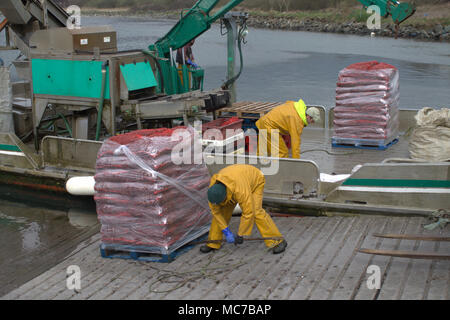 Roaring Water Bay, West Cork, Irlande. 13 avril, 2018. Roaring Water Bay Moules, célèbre pour leur saveur étant débarqué déjà nettoyé et emballé sur une palette, pour être expédiés vers les marchés de France. Credit : aphperspective/Alamy Live News. Banque D'Images