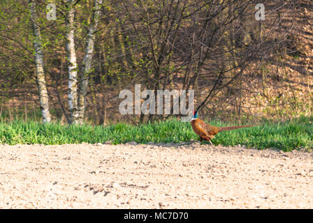 Głębowice, Pologne. Apr 12, 2018. Faisan de Colchide Phasianus colchicus (mâle) dans le soleil du printemps. Faisan solitaire pendant la recherche de nourriture sur les terres agricoles. Credit : w124merc / Alamy Live News Banque D'Images