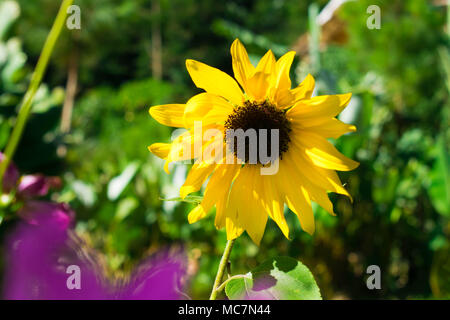 Sun flower au matin Banque D'Images