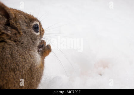 MAYNOOTH, ONTARIO, CANADA - 12 Avril 2018 : un écureuil roux (Tamiasciurus hudsonicus), partie de la famille des Odontophoridae fourrages pour l'alimentation. ( Ryan Carter ) Banque D'Images
