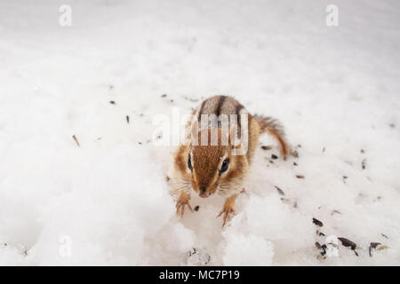 MAYNOOTH, ONTARIO, CANADA - 12 Avril 2018 : un tamia rayé (Tamias), partie de la famille des Odontophoridae fourrages pour l'alimentation. ( Ryan Carter ) Banque D'Images
